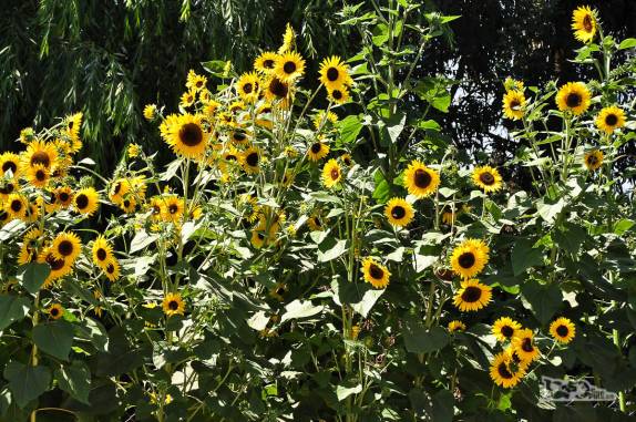 Girassóis no jardim da casa do Pablo e da Andrea, na zona rural de Rengo, ao sul de Santiago, no Chile